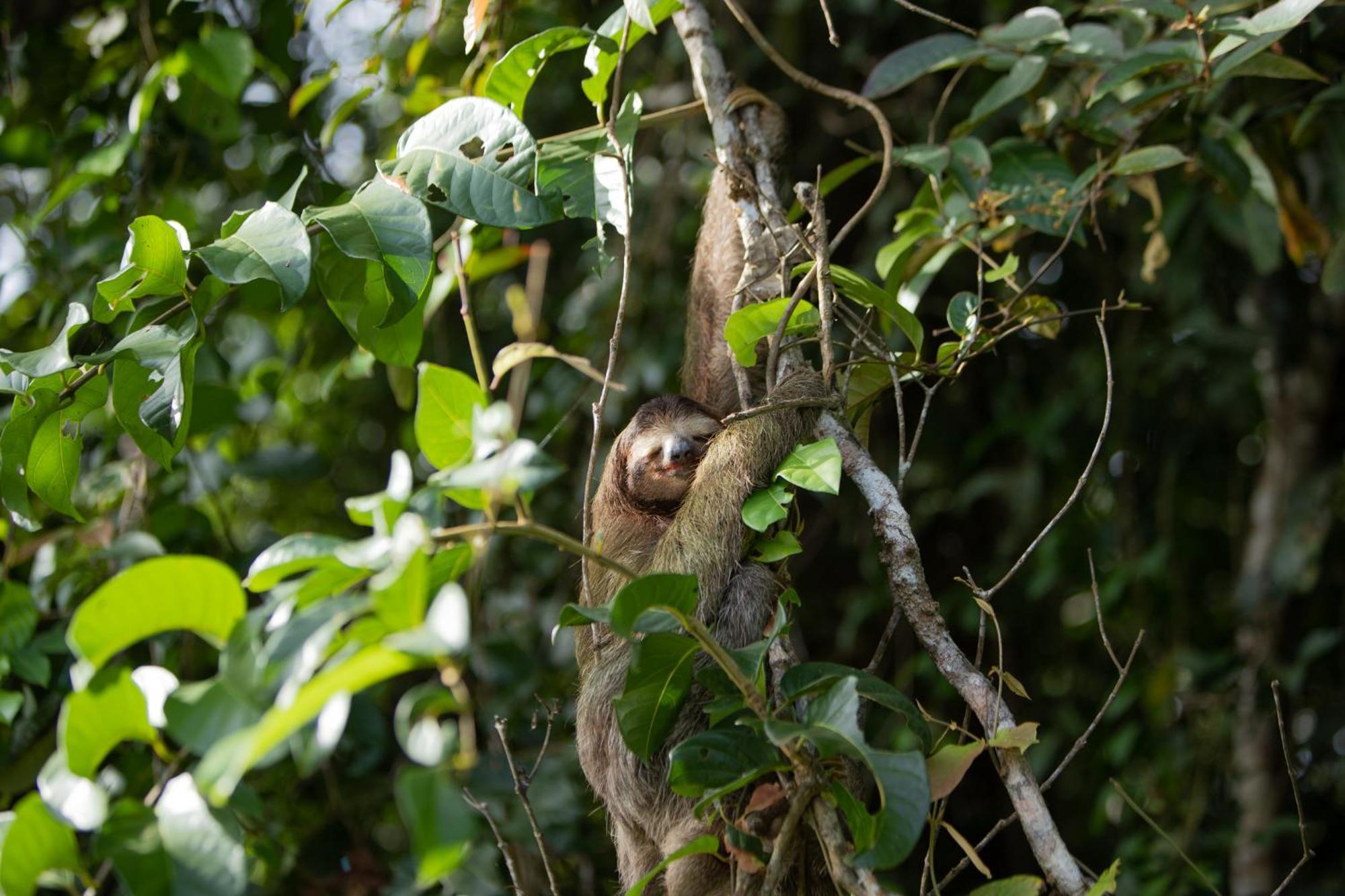 Evergreen Lodge Tortuguero Exterior foto